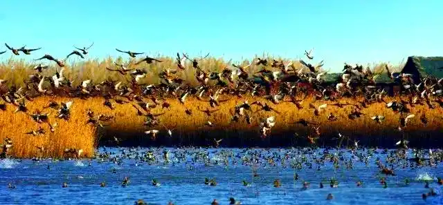 西沙湿地公园_上海湿地公园哪个好玩_上海东滩湿地公园