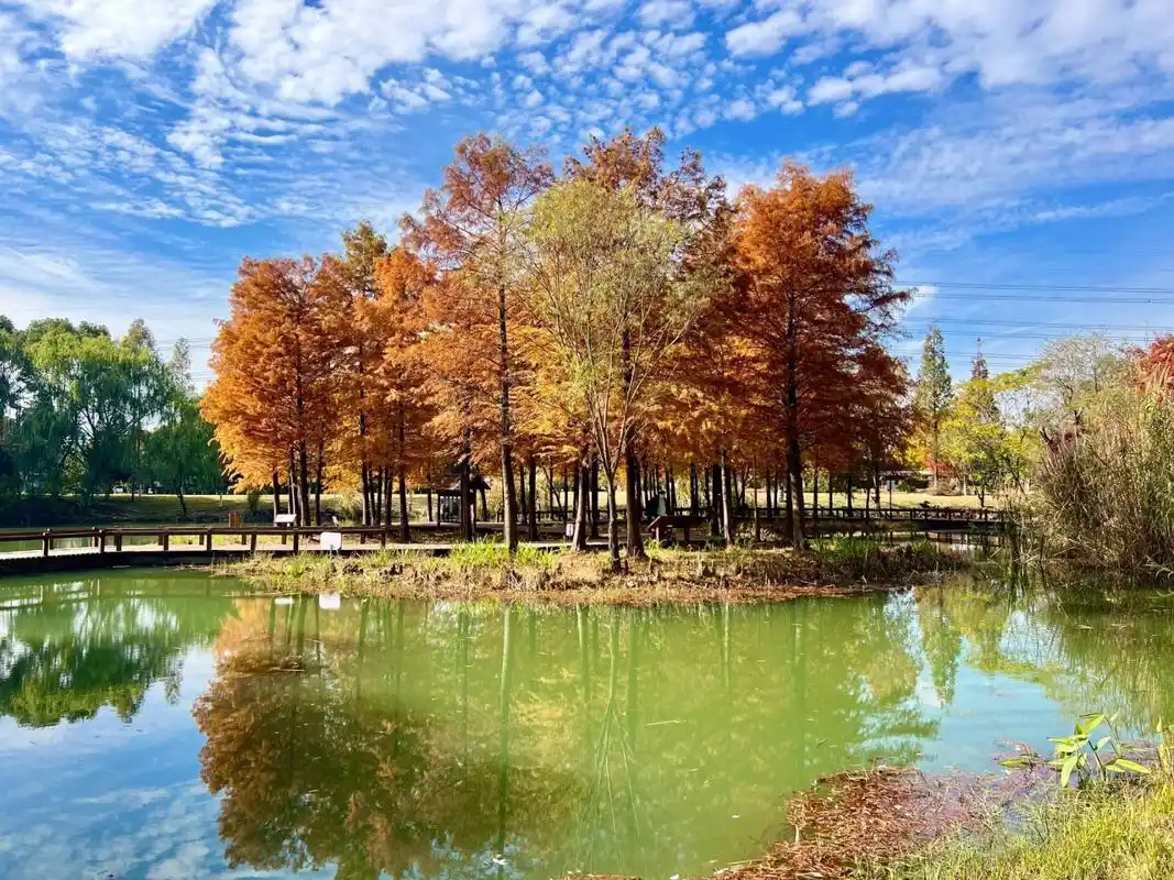 西沙湿地公园_上海湿地公园哪个好玩_上海东滩湿地公园