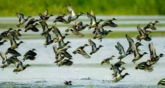 上海东滩湿地公园_上海湿地公园哪个好玩_西沙湿地公园