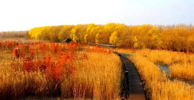 西沙湿地公园_上海湿地公园哪个好玩_上海东滩湿地公园