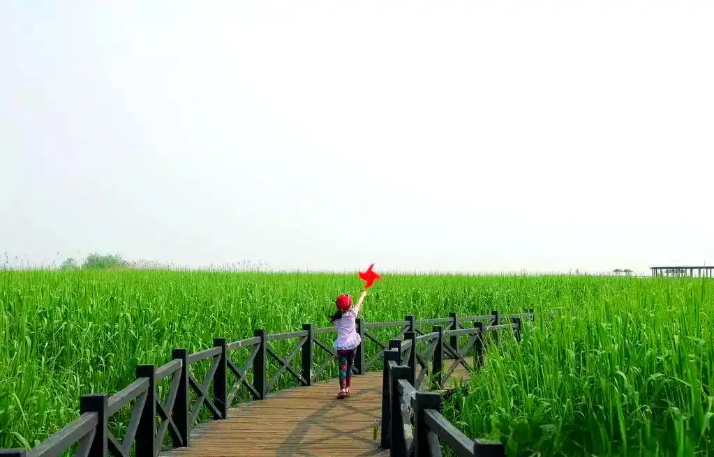 上海东滩湿地公园_西沙湿地公园_上海湿地公园哪个好玩