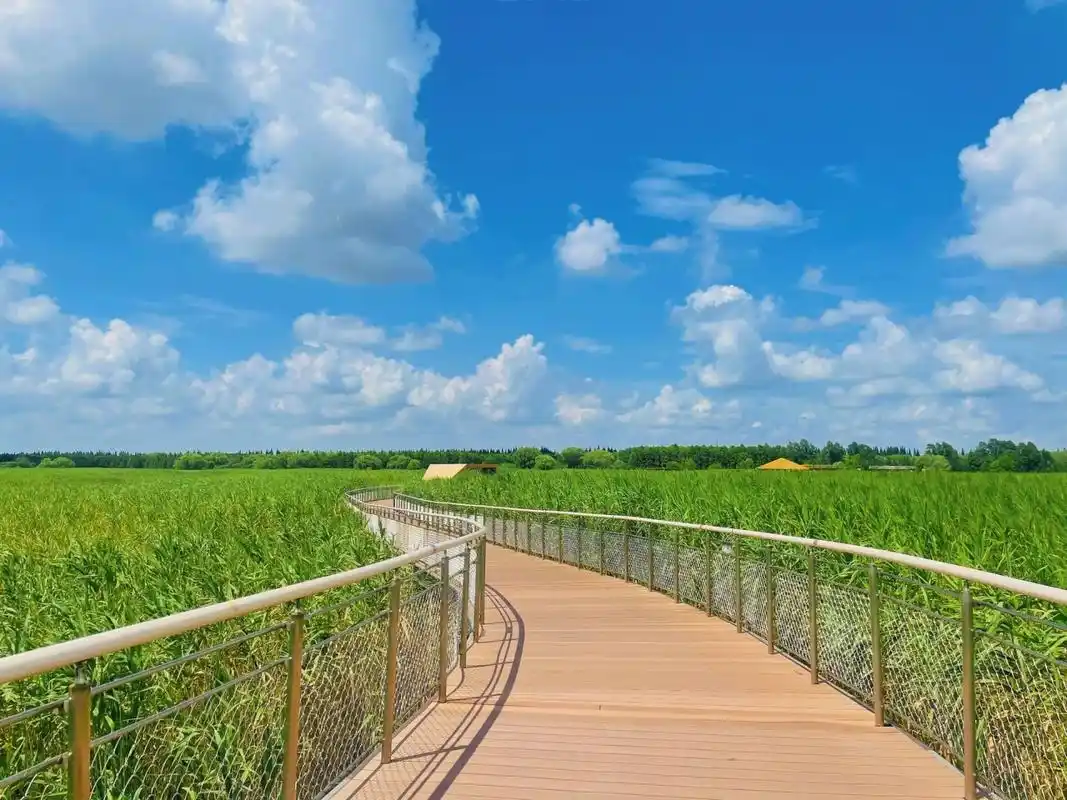 上海湿地公园哪个好玩_上海东滩湿地公园_西沙湿地公园