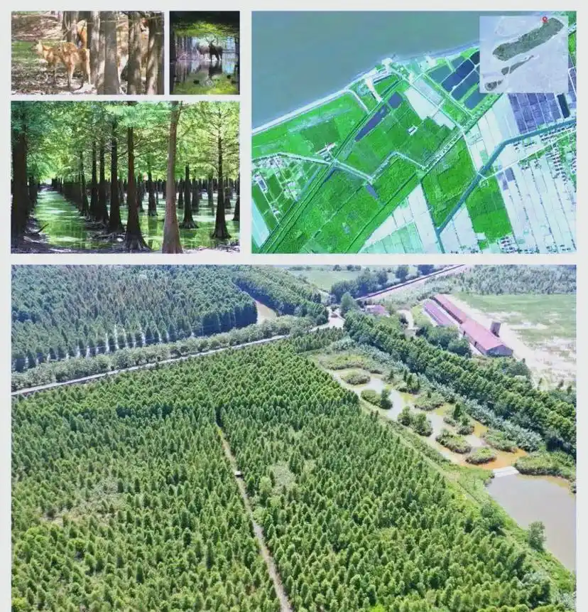 上海湿地旅游攻略_上海湿地公园_上海湿地公园哪个好玩