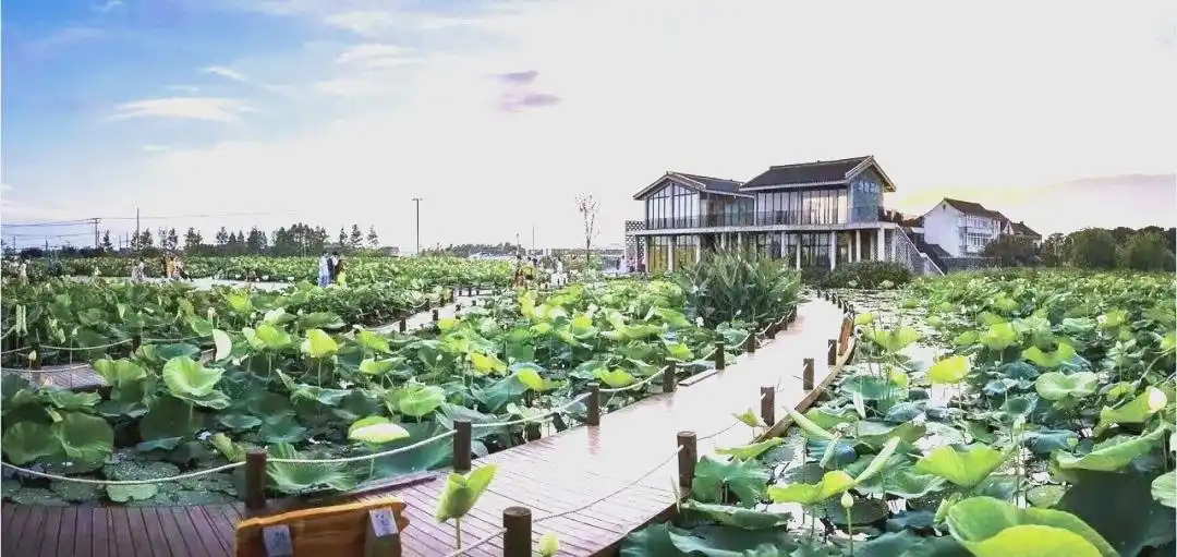 上海湿地公园哪个好玩_上海湿地旅游攻略_上海湿地公园