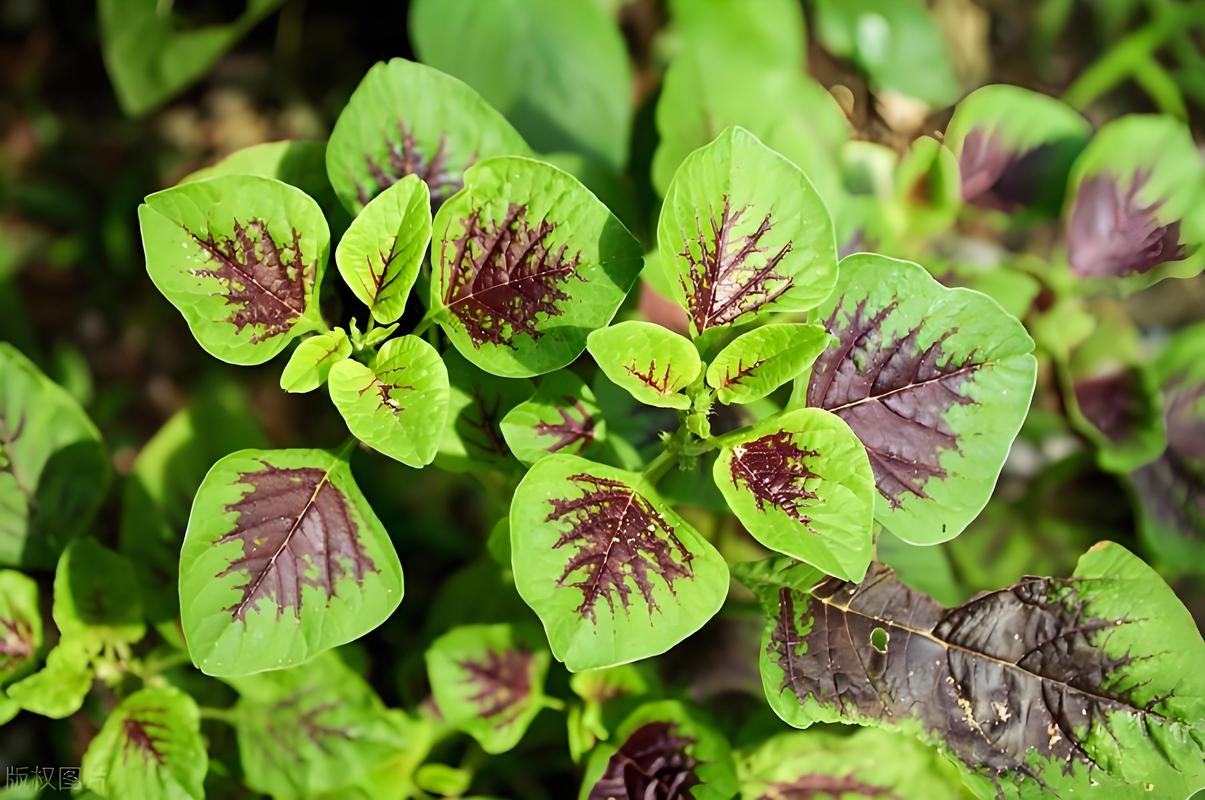 骨量减少饮食补钙_芝麻酱高钙食物_有哪些是含钙的食物