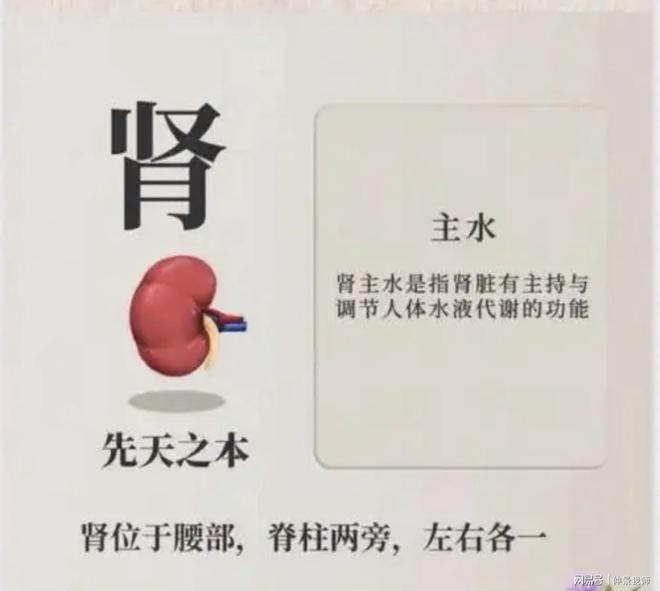 全身调整象数配方_肥胖脾肺肾阳虚_水肿肺脾肾功能