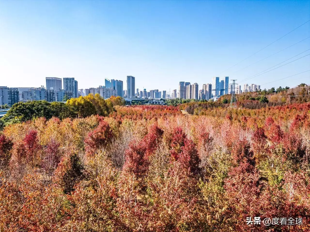 华中科技大学文化学院_华中科技大学文华学院红枫节_文华学院红枫种植历史