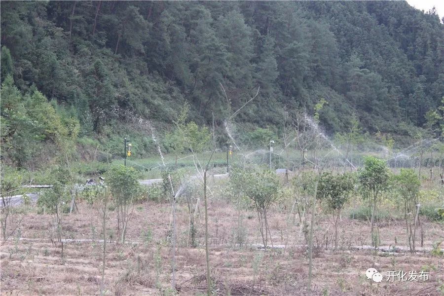 对生态农业发展模式的探析—以浙江省开化县为例_开化龙顶名茶之乡发展现状_开化县农业特色优势产业