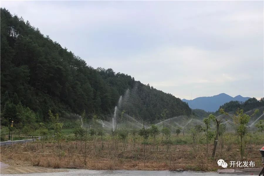 对生态农业发展模式的探析—以浙江省开化县为例_开化县农业特色优势产业_开化龙顶名茶之乡发展现状