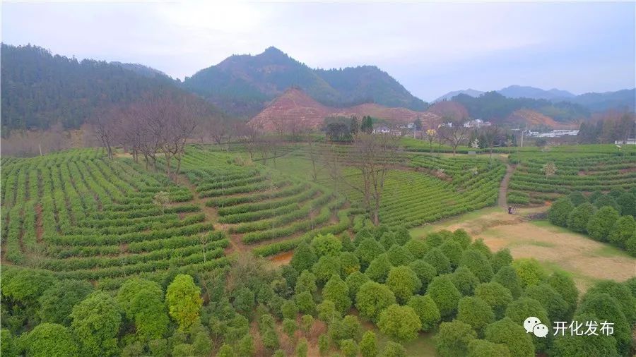 开化龙顶名茶之乡发展现状_开化县农业特色优势产业_对生态农业发展模式的探析—以浙江省开化县为例