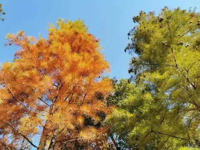 宝山白沙公园_上海白沙公园_大白荡生态公园