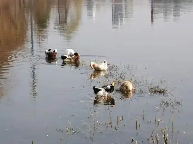 宝山白沙公园_上海白沙公园_大白荡生态公园
