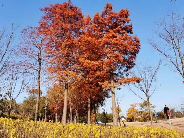 上海白沙公园_大白荡生态公园_宝山白沙公园