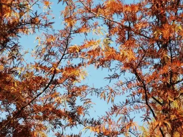 宝山白沙公园_上海白沙公园_大白荡生态公园