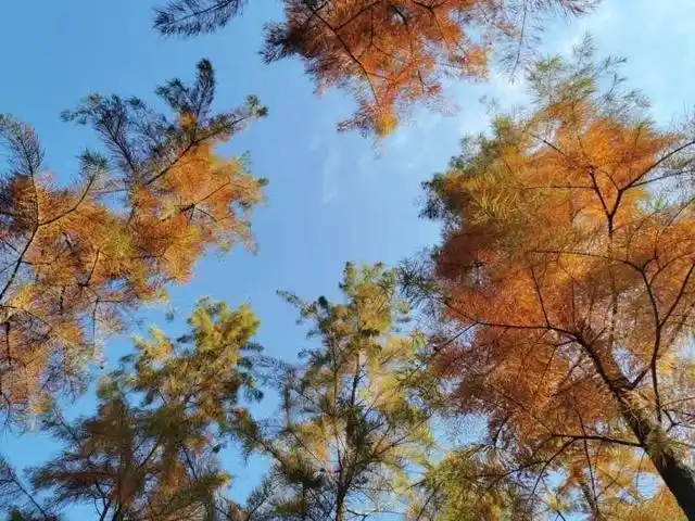 大白荡生态公园_上海白沙公园_宝山白沙公园