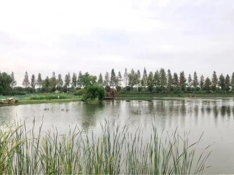 大白荡生态公园_白茆二龙塘水生态公园 芜湖乡村旅游 白茆现代农业产业园