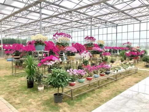 白茆二龙塘水生态公园 芜湖乡村旅游 白茆现代农业产业园_大白荡生态公园