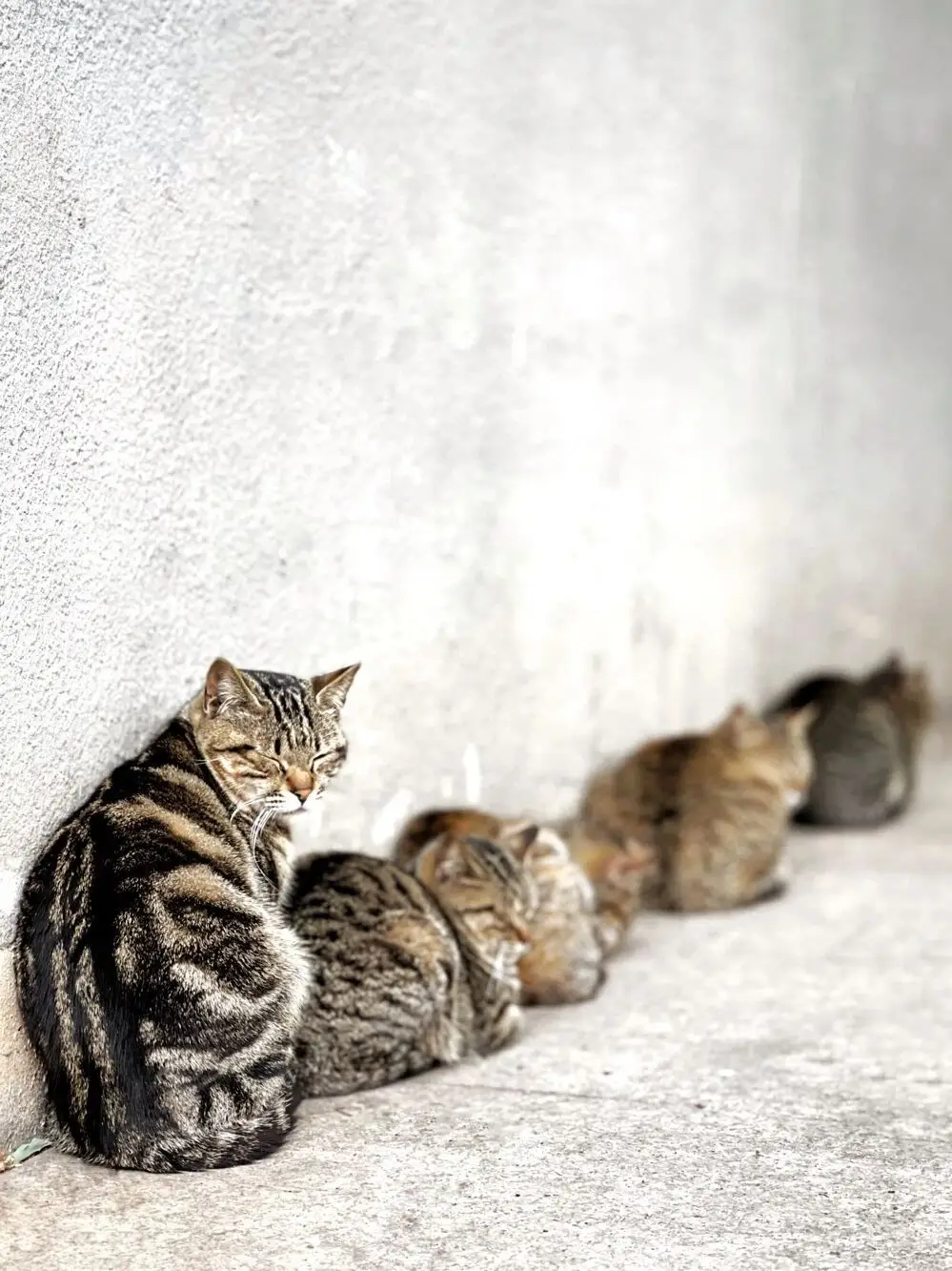 摄影取景构图入门教程下载_三分法则对角线原则_手机摄影构图技巧