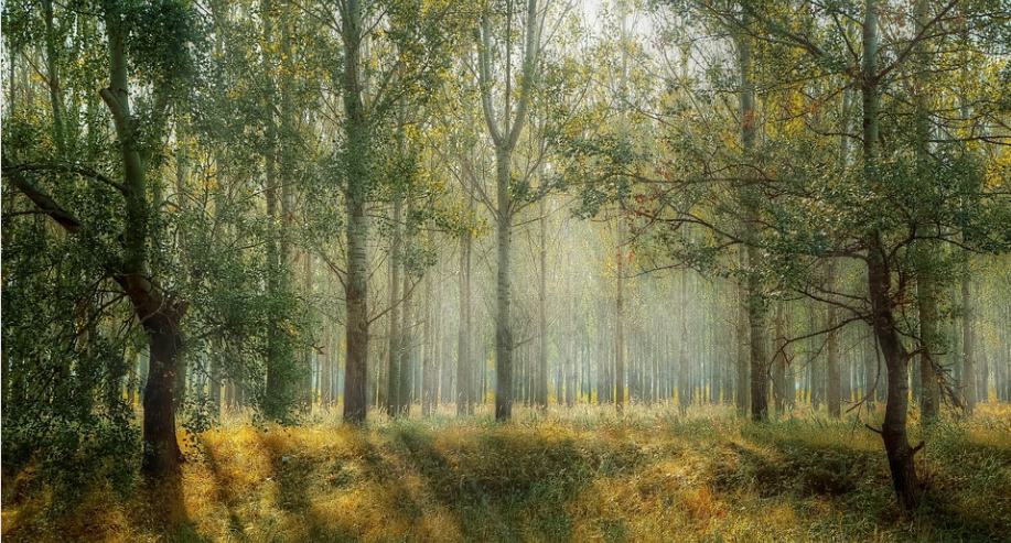 森林生态系统的特点_森林生态系统固碳释氧功能_森林生态系统净化空气功能