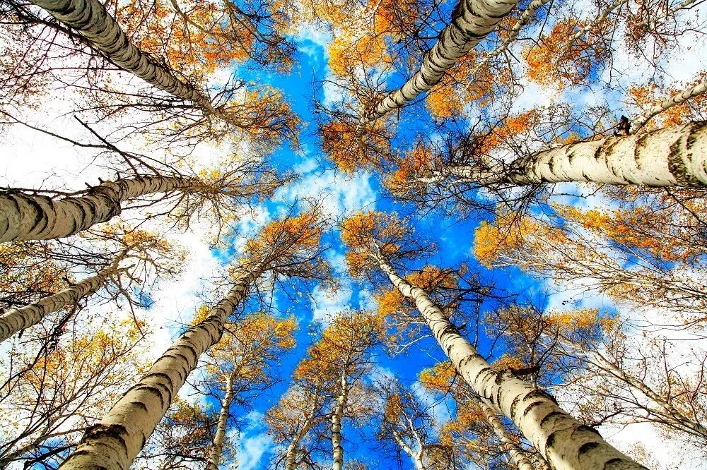 森林生态系统净化空气功能_森林生态系统的特点_森林生态系统固碳释氧功能