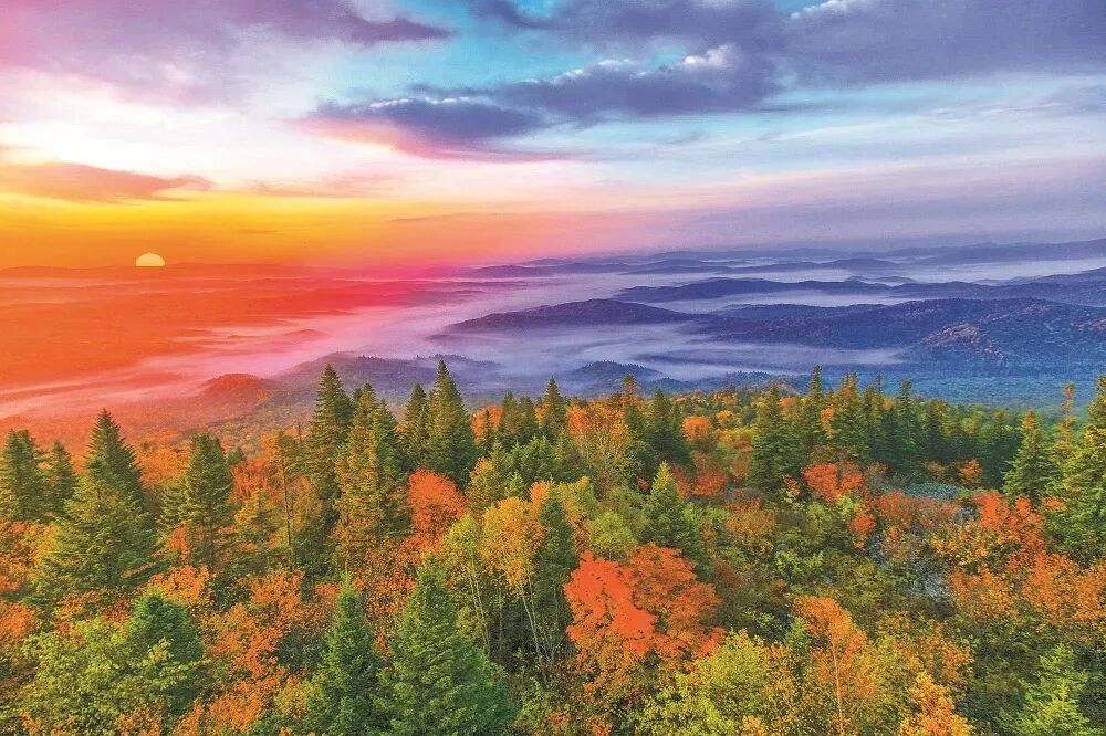 森林生态系统的特点_森林生态系统净化空气功能_森林生态系统固碳释氧功能