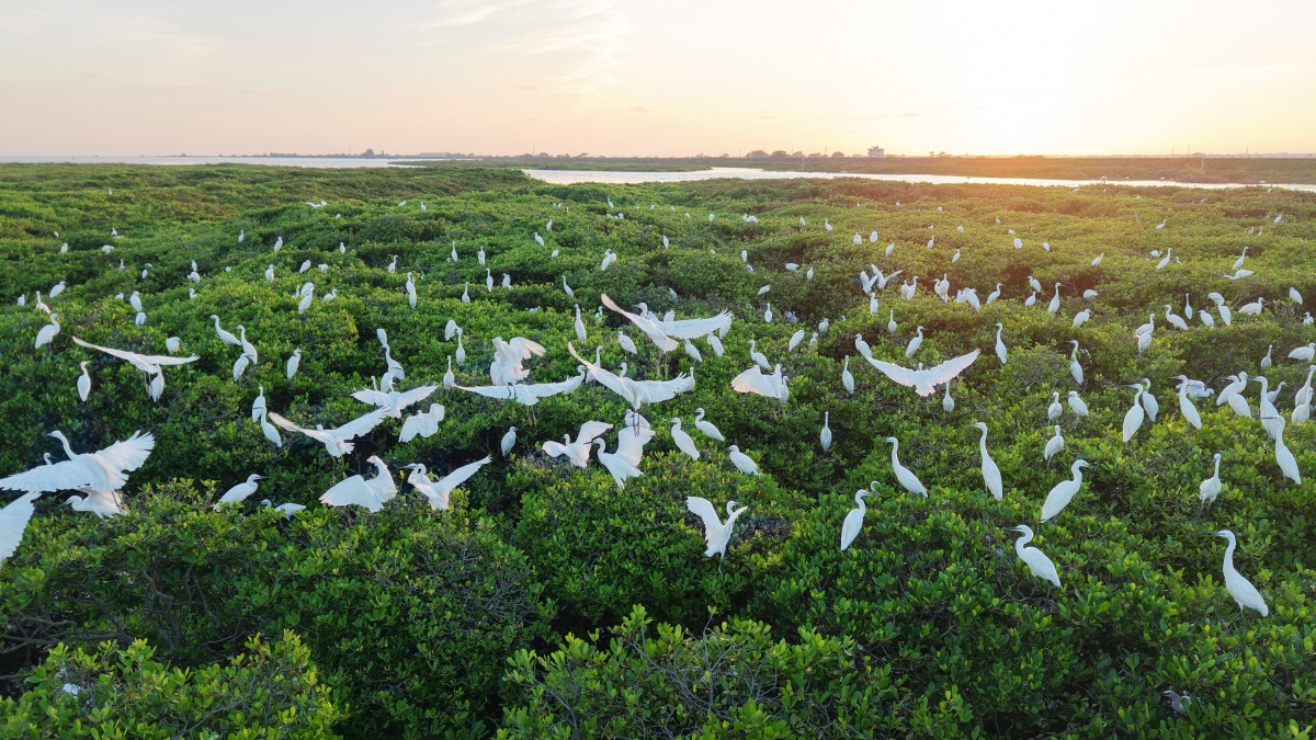 滨海生态治理_海洋生态修复_生物多样性是生态系统