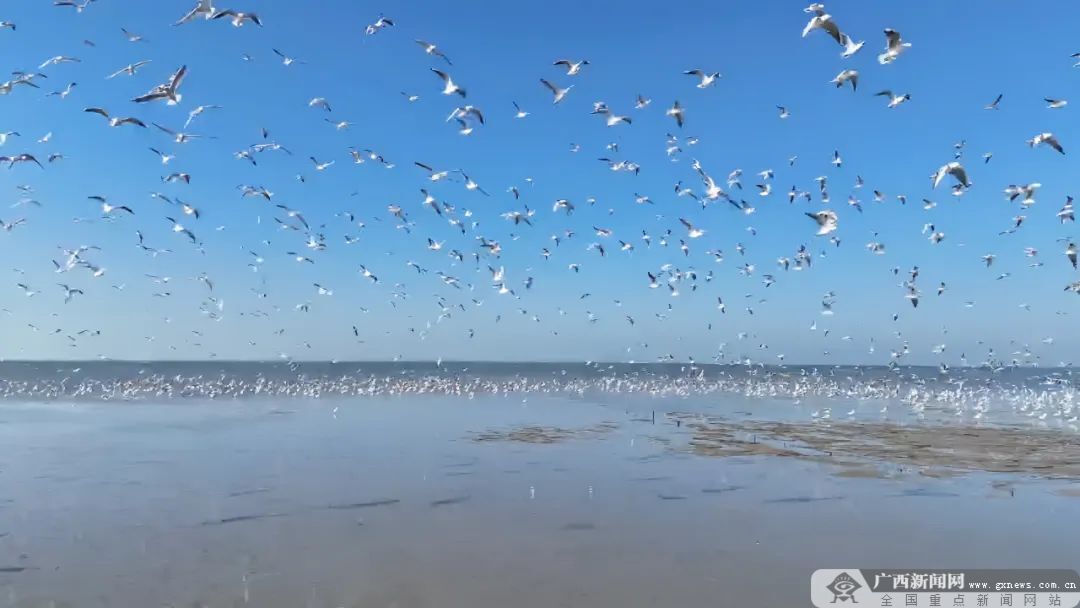 滨海生态治理_生物多样性是生态系统_海洋生态修复