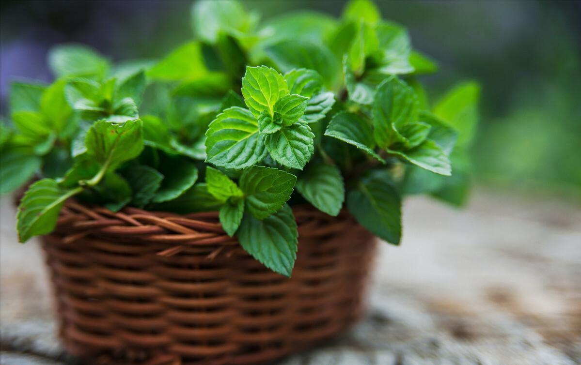 干燥综合征干眼治疗_重组人表皮生长因子衍生物滴眼液_玻璃酸钠滴眼液环孢素区别