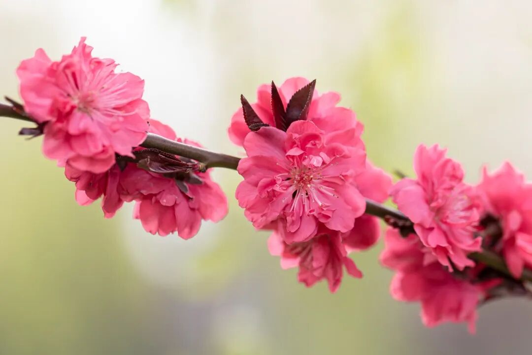 山桃花与碧桃花期生长环境差异_红叶桃和碧桃的区别_野生山桃花与碧桃区别