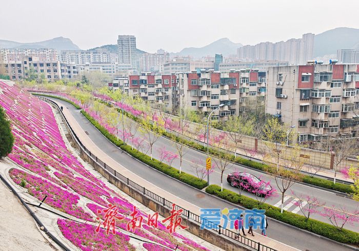 山桃花与碧桃花期生长环境差异_红叶桃和碧桃的区别_野生山桃花与碧桃区别