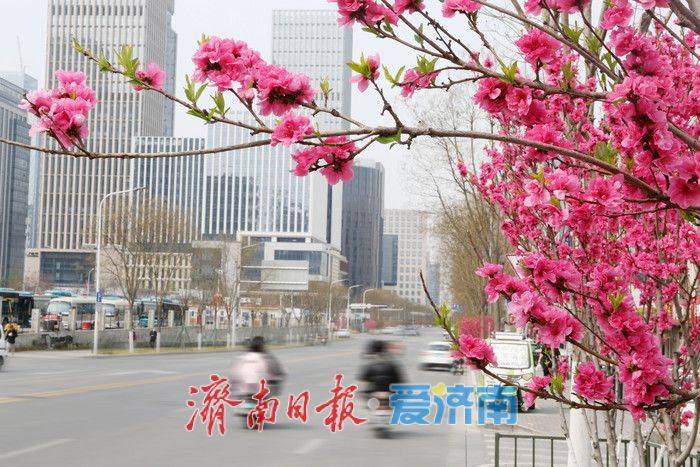 山桃花与碧桃花期生长环境差异_野生山桃花与碧桃区别_红叶桃和碧桃的区别