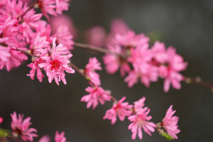 菊花桃观赏地点_杭州桃花品种介绍_红叶桃和碧桃的区别