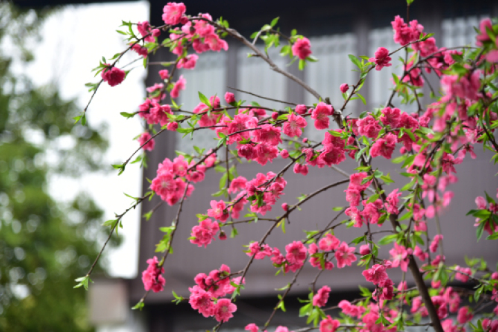 红叶桃和碧桃的区别_菊花桃观赏地点_杭州桃花品种介绍