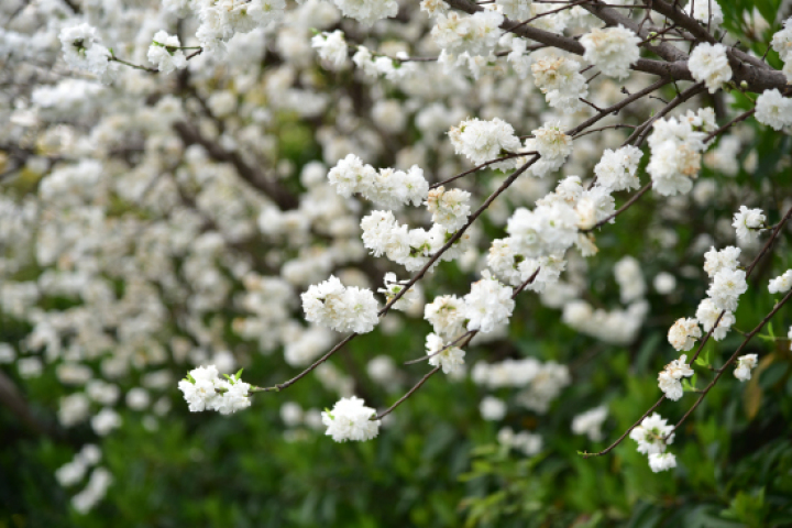 菊花桃观赏地点_红叶桃和碧桃的区别_杭州桃花品种介绍