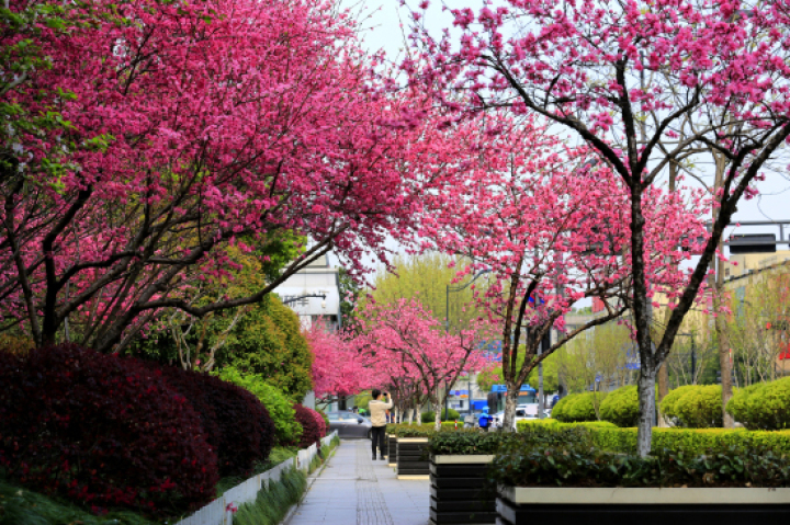 红叶桃和碧桃的区别_杭州桃花品种介绍_菊花桃观赏地点