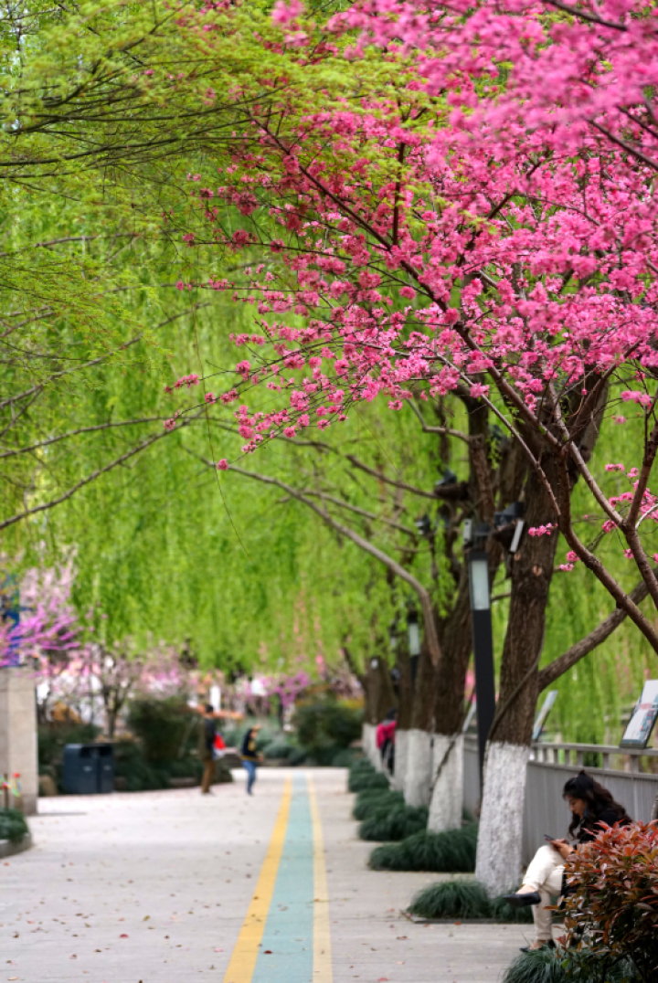 杭州桃花品种介绍_菊花桃观赏地点_红叶桃和碧桃的区别