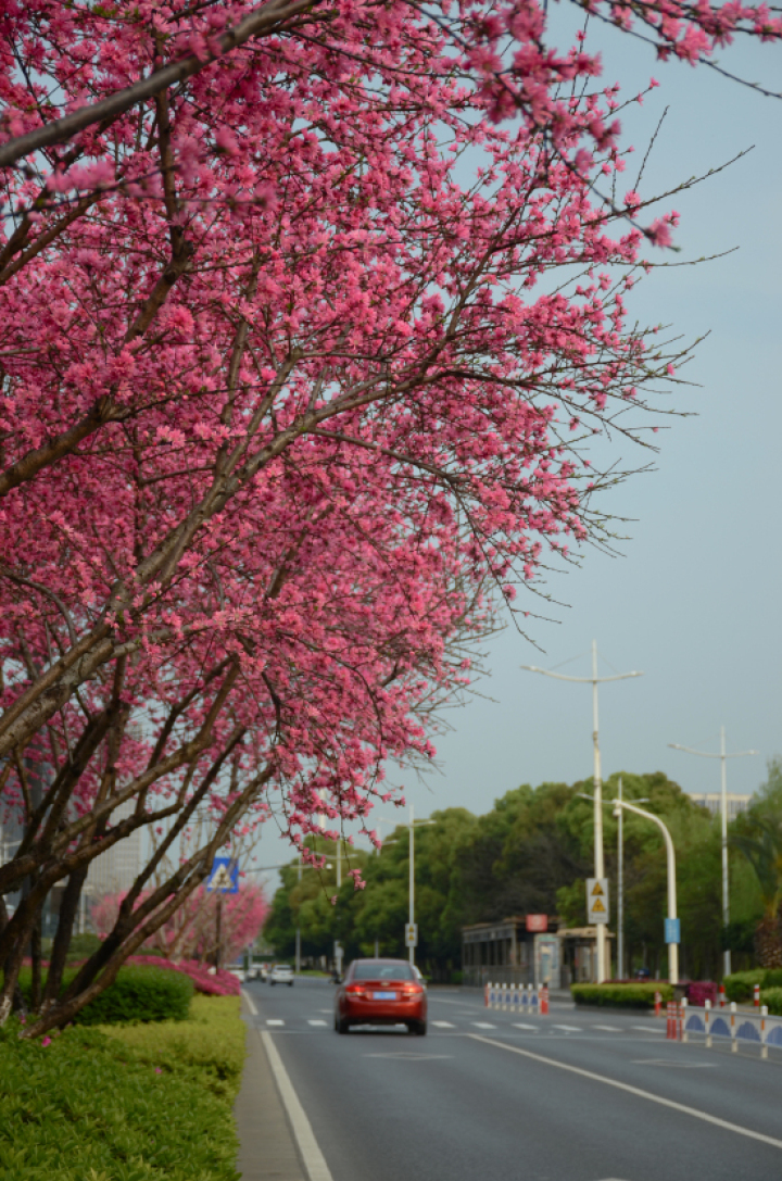 菊花桃观赏地点_杭州桃花品种介绍_红叶桃和碧桃的区别
