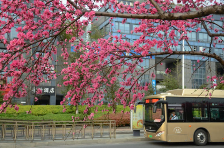 菊花桃观赏地点_红叶桃和碧桃的区别_杭州桃花品种介绍