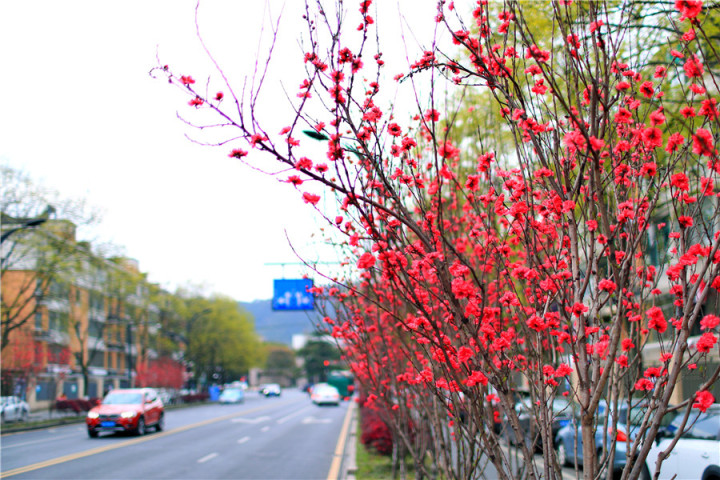 杭州桃花品种介绍_红叶桃和碧桃的区别_菊花桃观赏地点