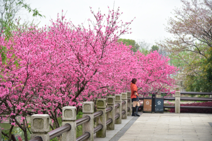 菊花桃观赏地点_红叶桃和碧桃的区别_杭州桃花品种介绍