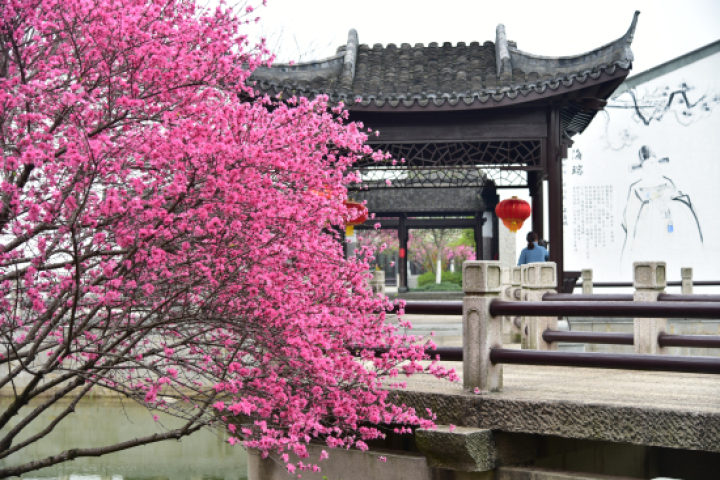 杭州桃花品种介绍_菊花桃观赏地点_红叶桃和碧桃的区别