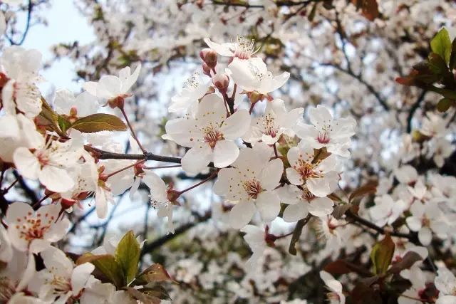 花梗长度识别花种_辨别桃花樱花梅花杏花方法_红叶桃和碧桃的区别