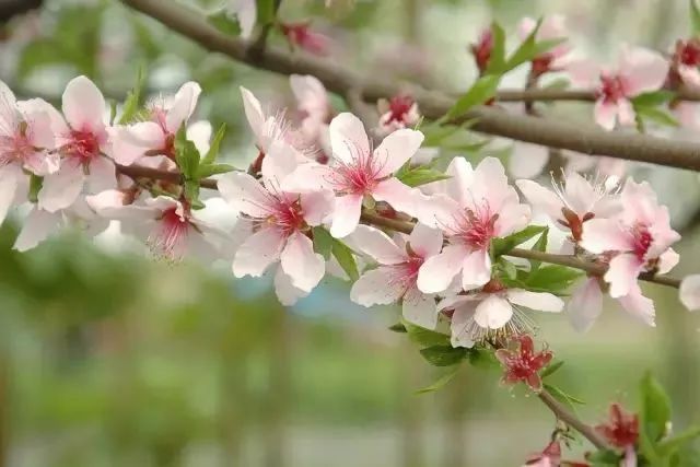 辨别桃花樱花梅花杏花方法_花梗长度识别花种_红叶桃和碧桃的区别