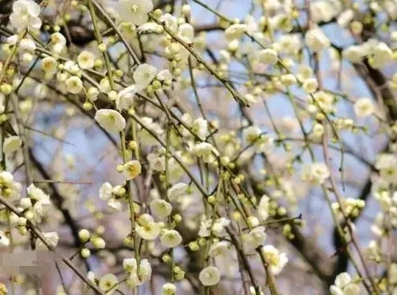 辨别桃花樱花梅花杏花方法_红叶桃和碧桃的区别_花梗长度识别花种