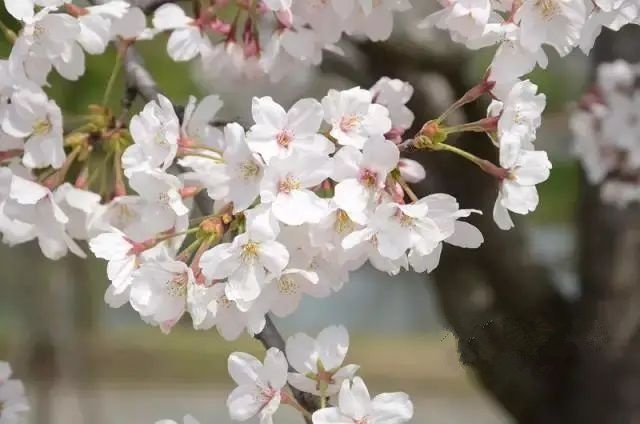 辨别桃花樱花梅花杏花方法_红叶桃和碧桃的区别_花梗长度识别花种