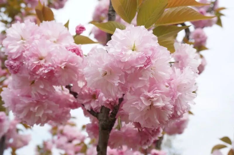 辨别桃花樱花梅花杏花方法_花梗长度识别花种_红叶桃和碧桃的区别