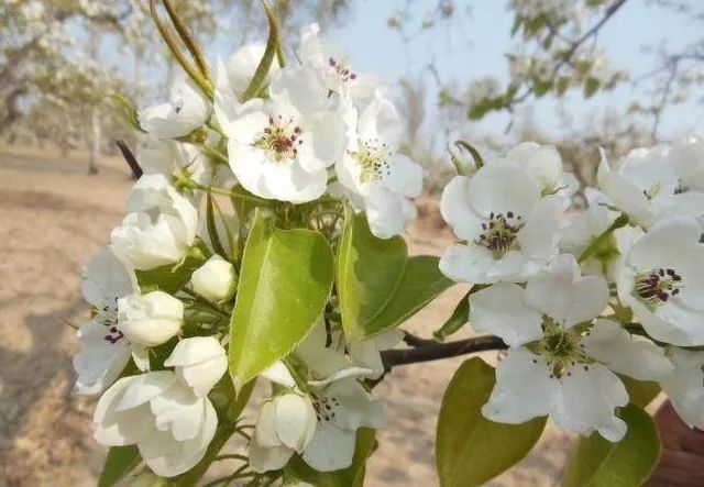 红叶桃和碧桃的区别_辨别桃花樱花梅花杏花方法_花梗长度识别花种