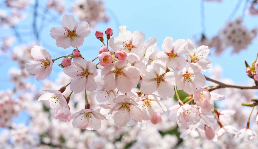 红叶桃和碧桃的区别_桃花杏花樱花梅花梨花李花海棠识别方法_分辨桃花杏花樱花梅花梨花李花海棠