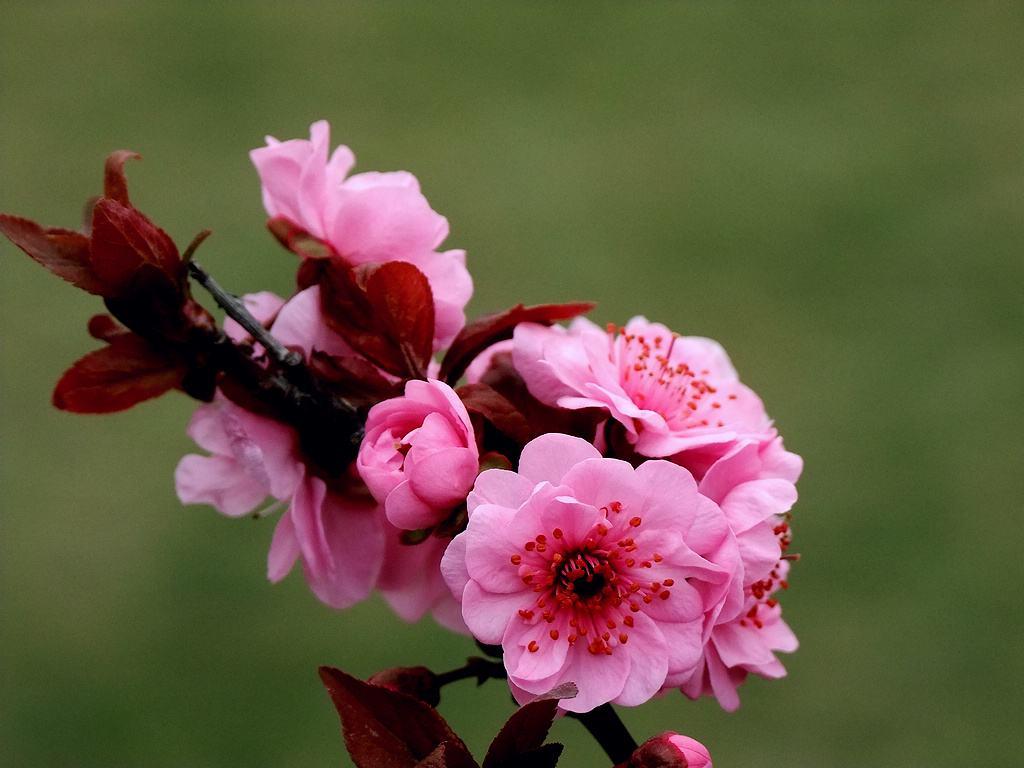 桃花杏花樱花梅花梨花李花海棠识别方法_分辨桃花杏花樱花梅花梨花李花海棠_红叶桃和碧桃的区别