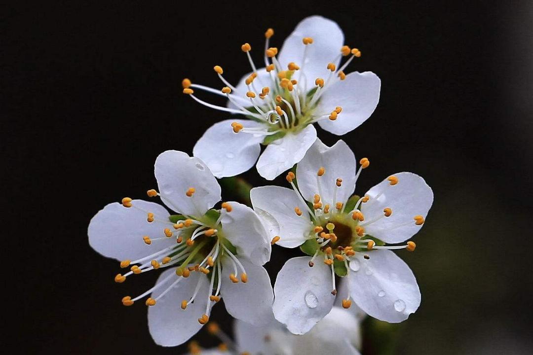 桃花杏花樱花梅花梨花李花海棠识别方法_分辨桃花杏花樱花梅花梨花李花海棠_红叶桃和碧桃的区别